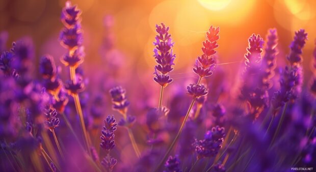 Lavender field under a golden sunset, vibrant purple flowers, tranquil scene desktop wallpaper.