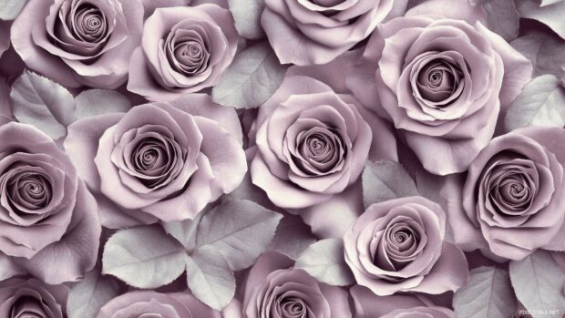 Lavender roses intertwined with soft gray leaves, set against a muted background for a timeless vintage look.