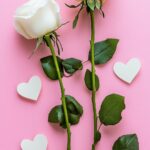 Light pink Valentine wallpaper with a repeating pattern of white roses and subtle heart shapes.