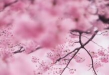 Love Wallpaper with a soft focus image of a couple sharing a kiss under a tree with falling cherry blossoms, capturing a moment of pure love.