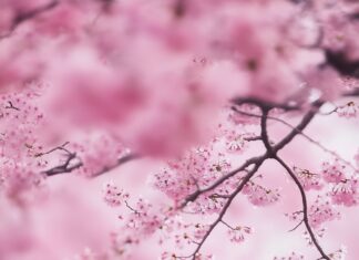 Love Wallpaper with a soft focus image of a couple sharing a kiss under a tree with falling cherry blossoms, capturing a moment of pure love.