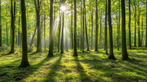 Lush green forest Laptop Desktop Wallpaper with sun rays filtering through dense trees, creating a refreshing and tranquil scene.