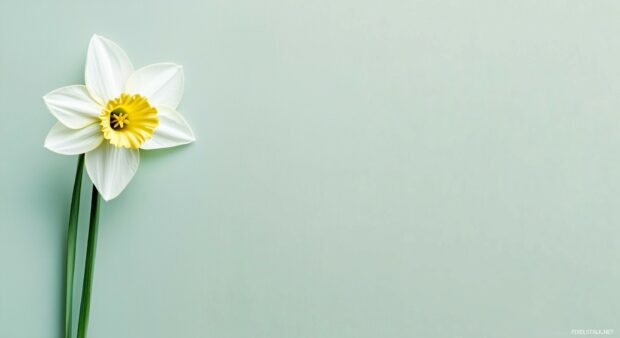 Minimalist Spring Wallpaper HD with a single daffodil.