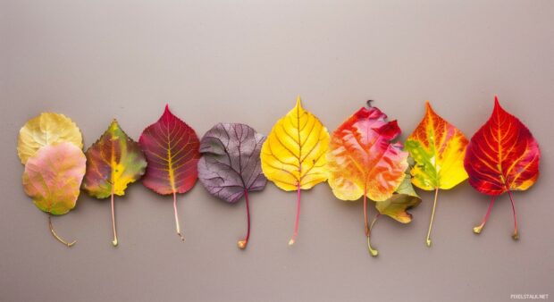 Minimalist arrangement of colorful fall leaves on a neutral background.