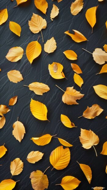 Minimalist composition of autumn leave.