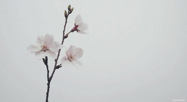 Minimalist design of a single cherry blossom branch with delicate pink flowers set against a white background.