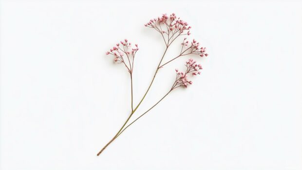 Minimalist design of a single cherry blossom branch with delicate pink flowers set against a white background.