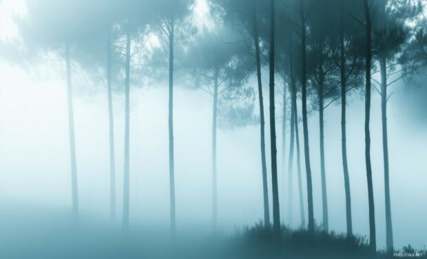 Minimalist foggy forest scene, trees fading into the distance with the soft, delicate fog.