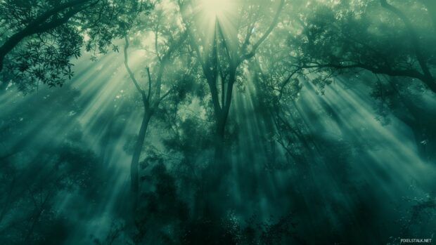 Misty morning in a dense forest, sunlight breaking through the fog, wallpaper Full HD 1920x1080.