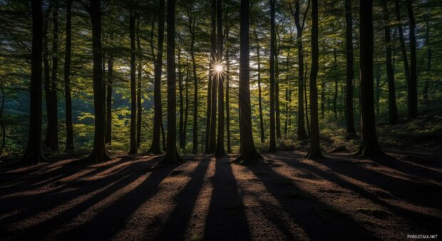 Moonlight wallpaper HD with a serene forest bathed in soft moon.