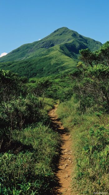 Mountain wallpaper with a peaceful forest trail leading to a towering Mountain ridge under a clear blue sky.