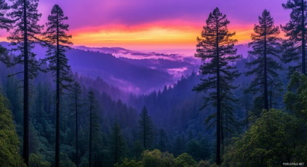 Peaceful forest landscape at dusk, Forest HD Wallpaper.