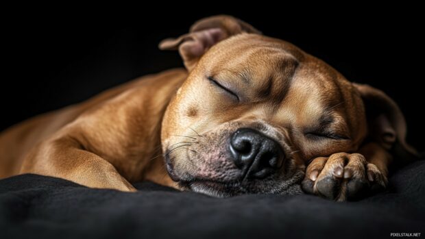 Pitbull dog HD wallpaper free download.