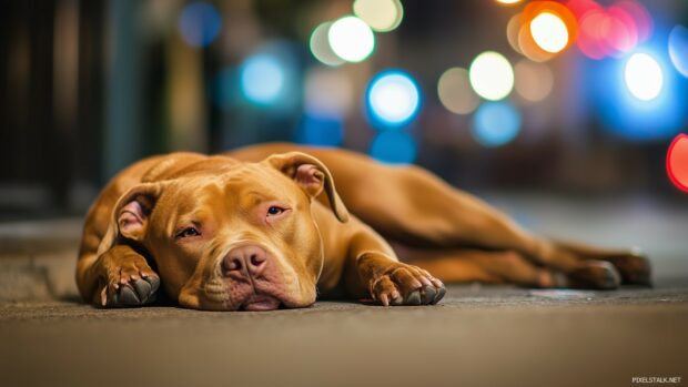 Pitbull dog is resting comfortably.