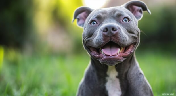 Pitbull dog playfully interacting with a soft focus background of grass and trees, capturing its lively personality.