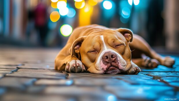 Pitbull dog resting comfortably against a blurred urban background with city lights.