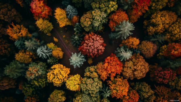 Scenic autumn forest trees with a variety of tree species.