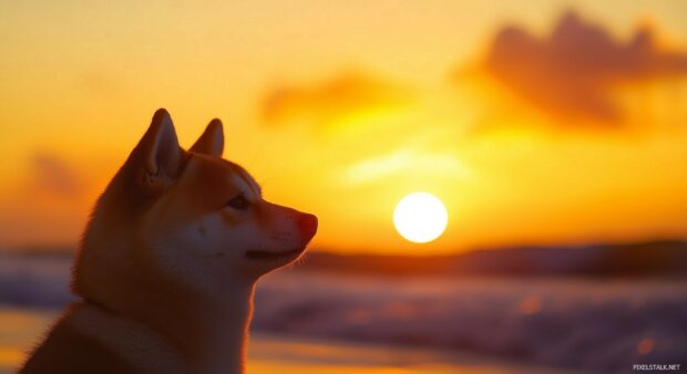 Shiba Inu dog desktop wallpaper with a backdrop of a serene beach at sunset, capturing its calm and joyful nature.