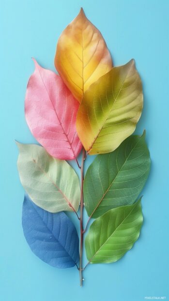 Simple arrangement of cute autumn leaves.