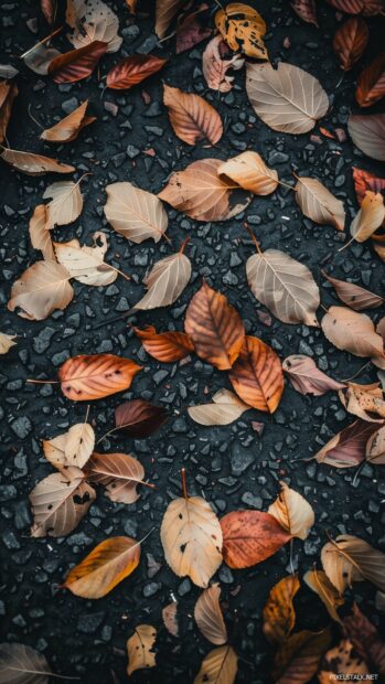 Simple design of autumn leaves scattered on the ground.