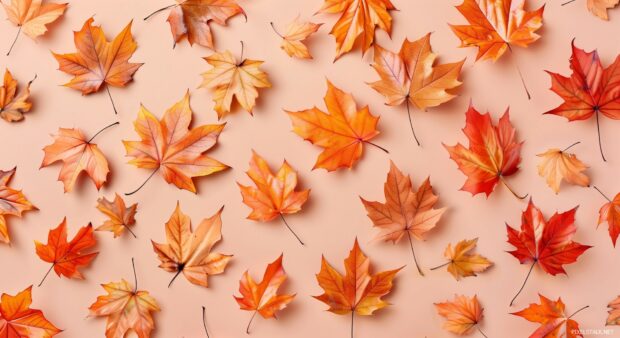 Simple pattern of fall leaves on a solid color background.