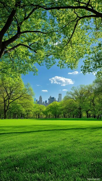 Simple view of Central Park green lawns with the city skyline faintly visible in the background.