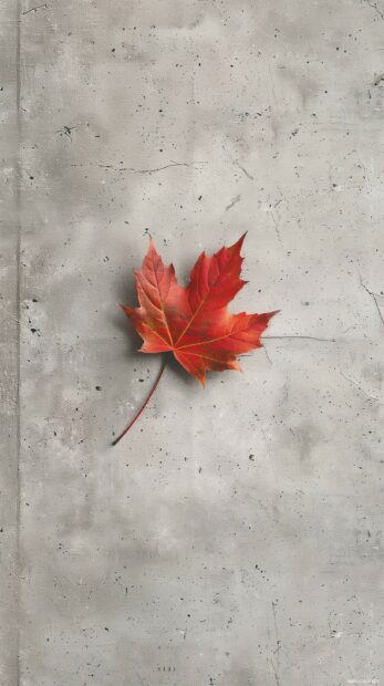 Single autumn leaf on a plain surface, Fall phone wallpaper.