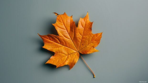 Single autumn leaf with a smooth gradient background.