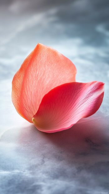 Single rose petal resting elegantly on a smooth white surface.