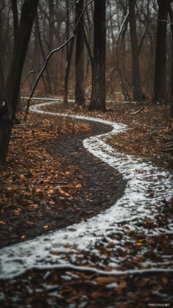 Snowy winter path winding through a dense forest.