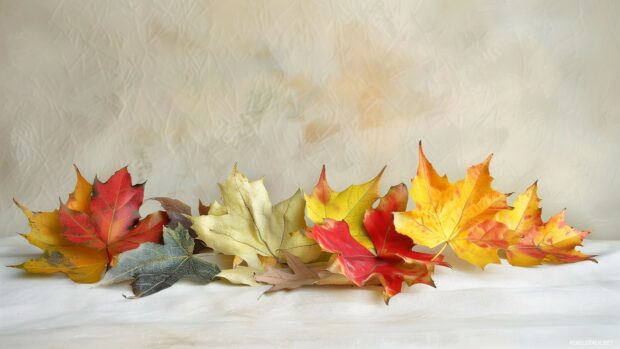 Sparse arrangement of fall leaves with soft lighting.