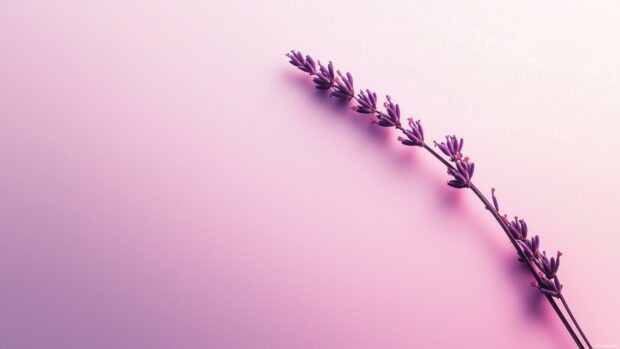 Spring Flower HD Wallpaper with a single lavender stem placed diagonally.