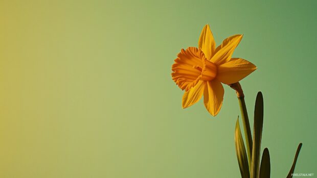 Spring Flower Wallpaper with a single daffodil.