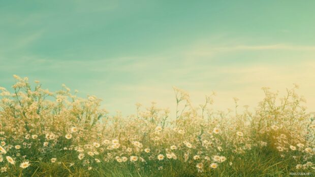 Spring Season wallpaper HD with a soft focus image of wildflowers in a meadow .