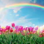 Spring scene of a vibrant rainbow over a blooming field of tulips.