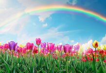 Spring scene of a vibrant rainbow over a blooming field of tulips.