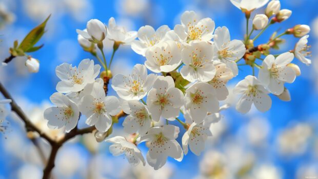 Springtime cherry blossoms in full bloom against a clear blue sky.