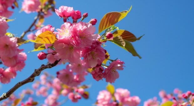 Springtime cherry blossoms in full bloom against a clear blue sky.