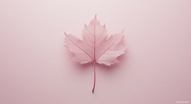 Subtle pink tones with a single pink maple leaf in the center.