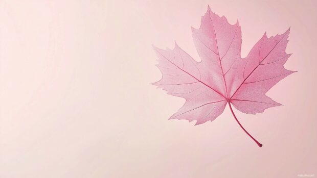 Subtle pink tones with a single pink maple leaf in the center, set against a clean light background.