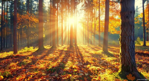 Sunlit fall forest laptop wallpaper with vibrant colors.