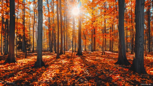 Sunlit fall forest with cozy colors.