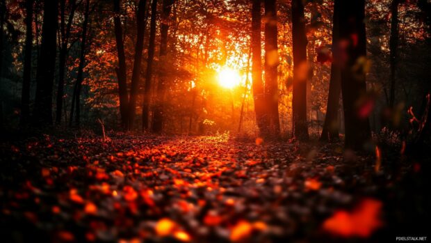 Sunset over an autumn Forest Desktop Background with warm rays of light filtering through the red and amber foliage.