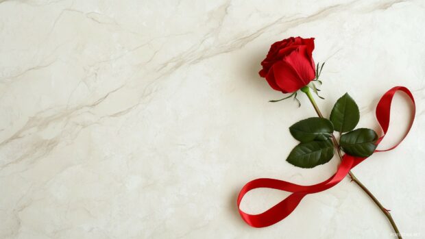 Valentine Day Desktop Background with a single rose lying on a white marble surface with a red satin ribbon delicately curling around it.