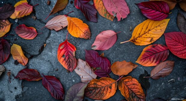 Vibrant fall leaves scattered on the ground with a mix of red, orange, and yellow hues.