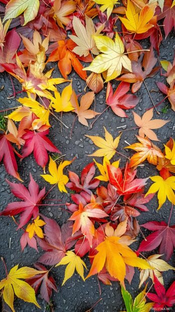 Vibrant fall leaves scattered on the ground with a mix of red, orange, and yellow hues.