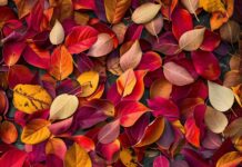 Vibrant fall leaves scattered on the ground with a mix of red, orange, and yellow hues, Autumn phone wallpaper.