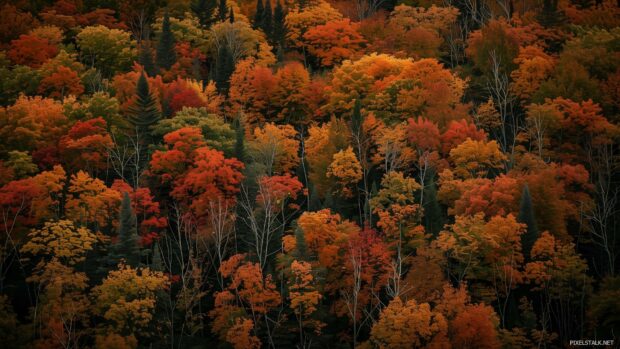 Vibrant fall trees in a forest, Fall desktop HD wallpaper.