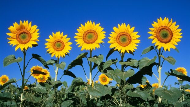 Vibrant field of sunflowers under a bright blue sky, with warm sunlight illuminating each bloom.