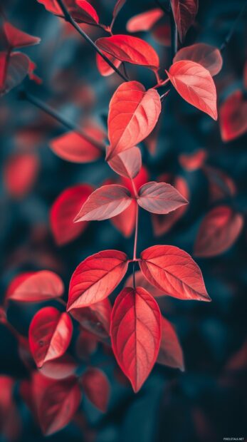 Vibrant red and orange autumn leaves for cute iPhone wallpaper.